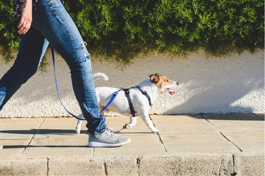 🐶  Le business des promeneurs des chiens rapporte 50 000€ par an